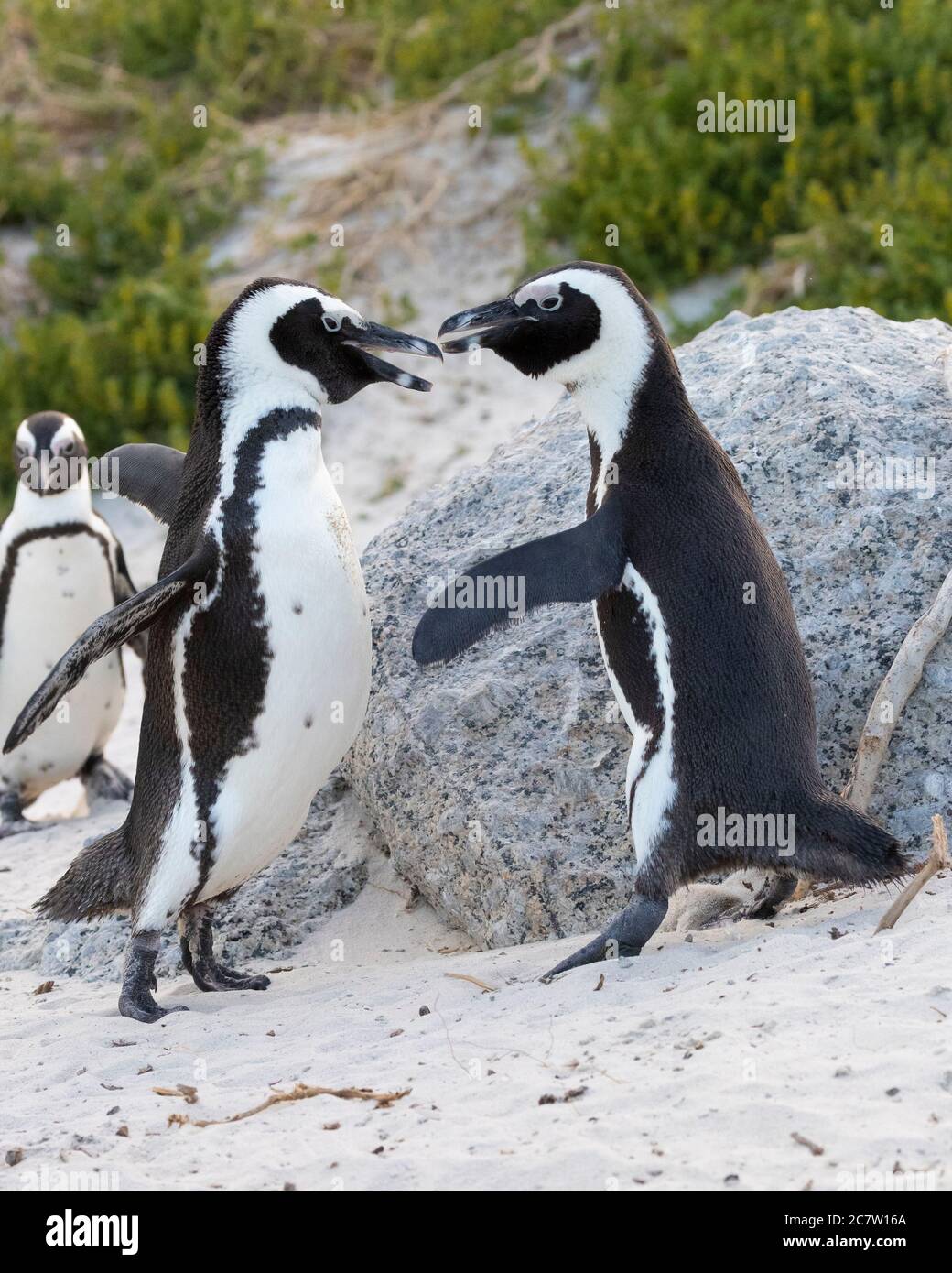 African Penguin (Spheniscus demersus), two adults fighting, Western Cape, South Africa Stock Photo