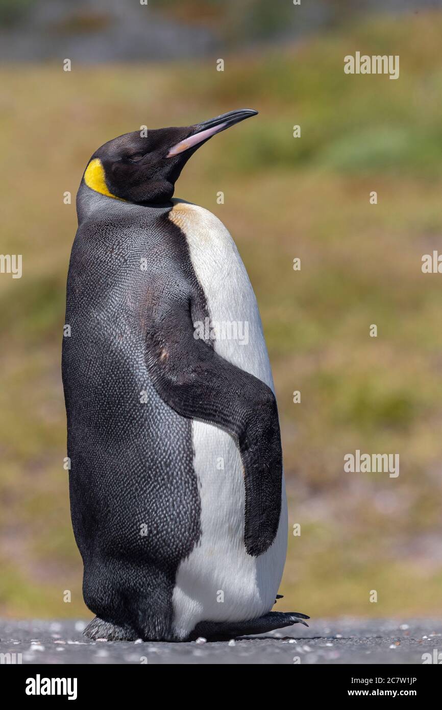 King Penguin (Aptenodytes patagonicus), side view of an adult standing on the ground, Western Cape, South Africa Stock Photo
