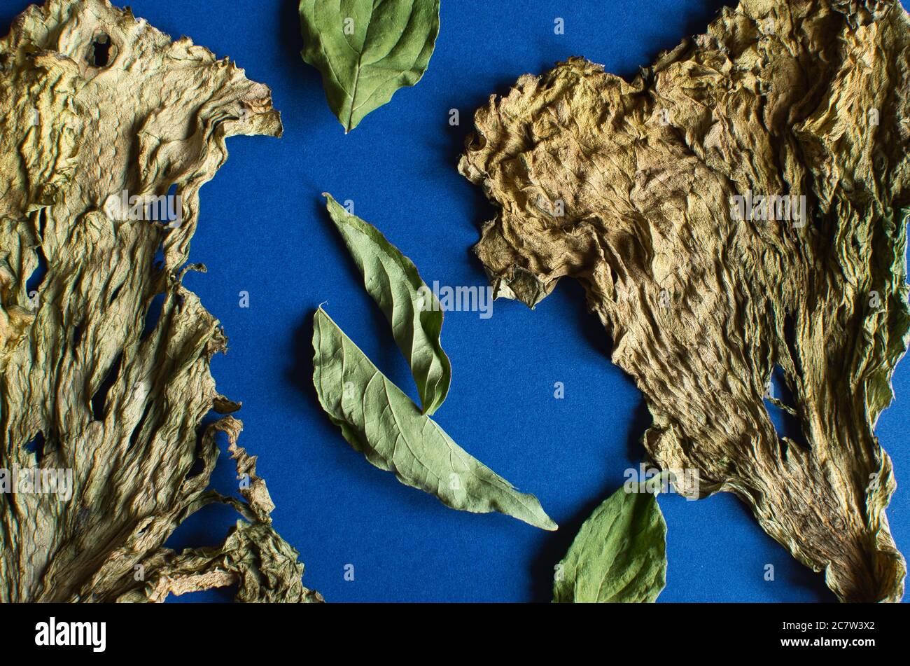 Close up of dried black italian cabbage leaves Stock Photo
