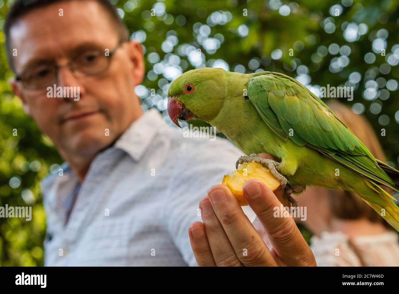 Feral parakeets hi-res stock photography and images - Alamy