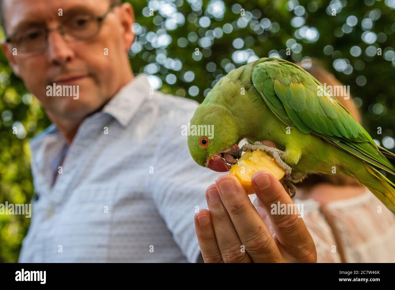 Feral parakeets hi-res stock photography and images - Alamy