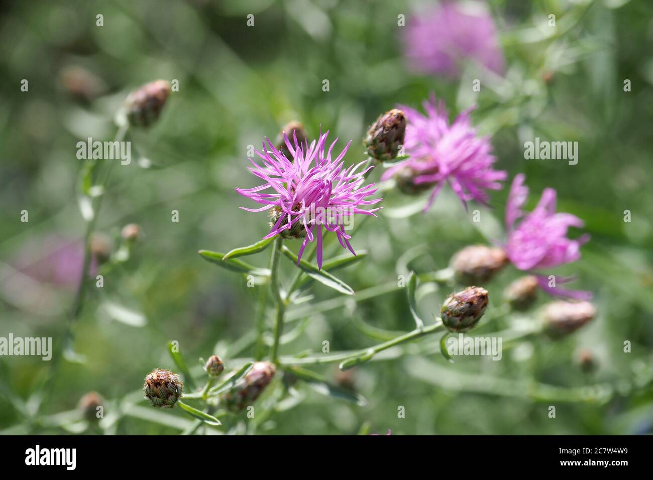 spotted knapweed or panicled knapweed, Rispen-Flockenblume, Centaurea stoebe, útszéli imola Stock Photo