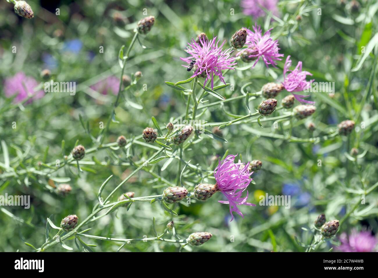 spotted knapweed or panicled knapweed, Rispen-Flockenblume, Centaurea stoebe, útszéli imola Stock Photo