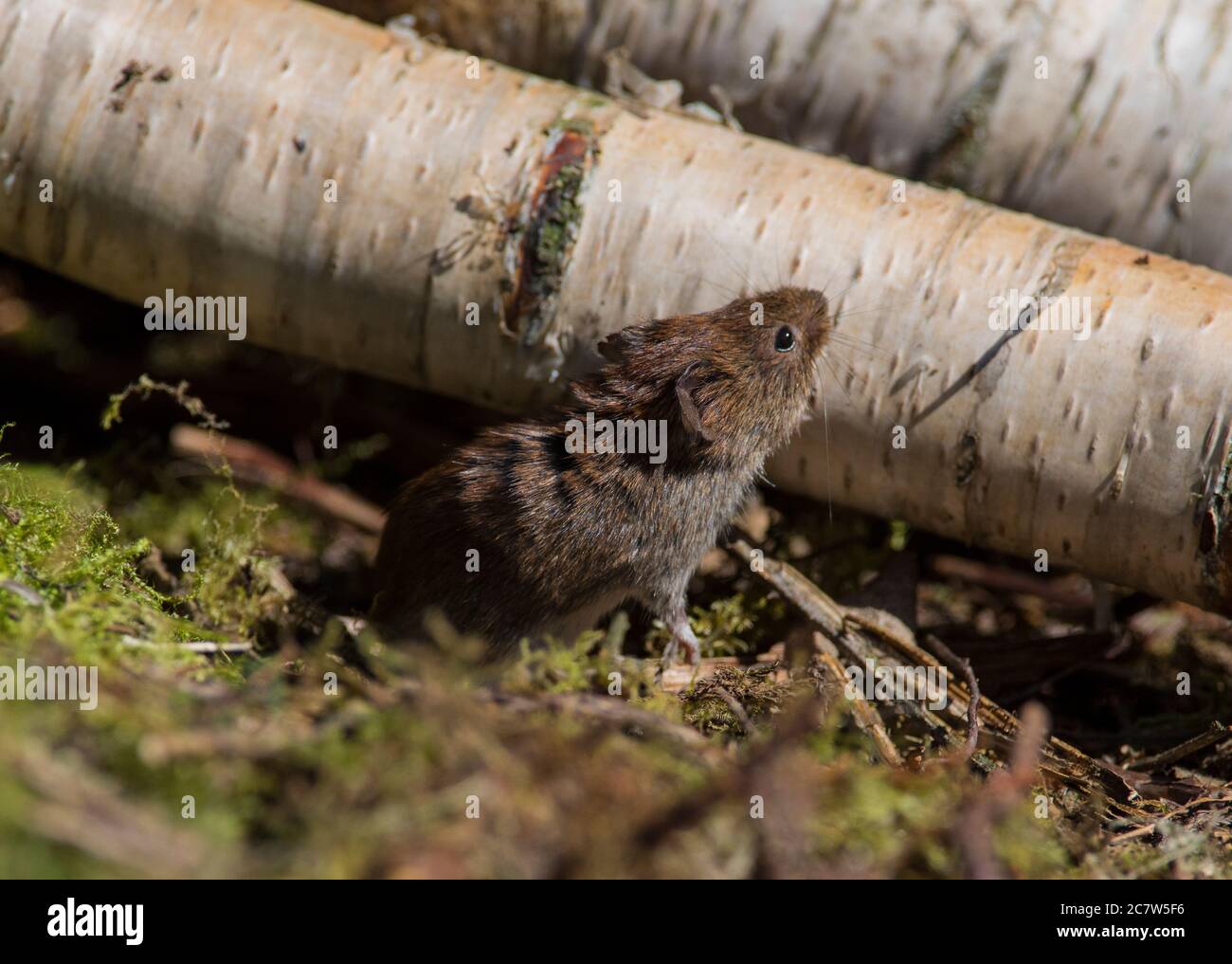 Bank Vole (Clethrionomys glareolus) in a silver birch forest in the United Kingdom. Stock Photo