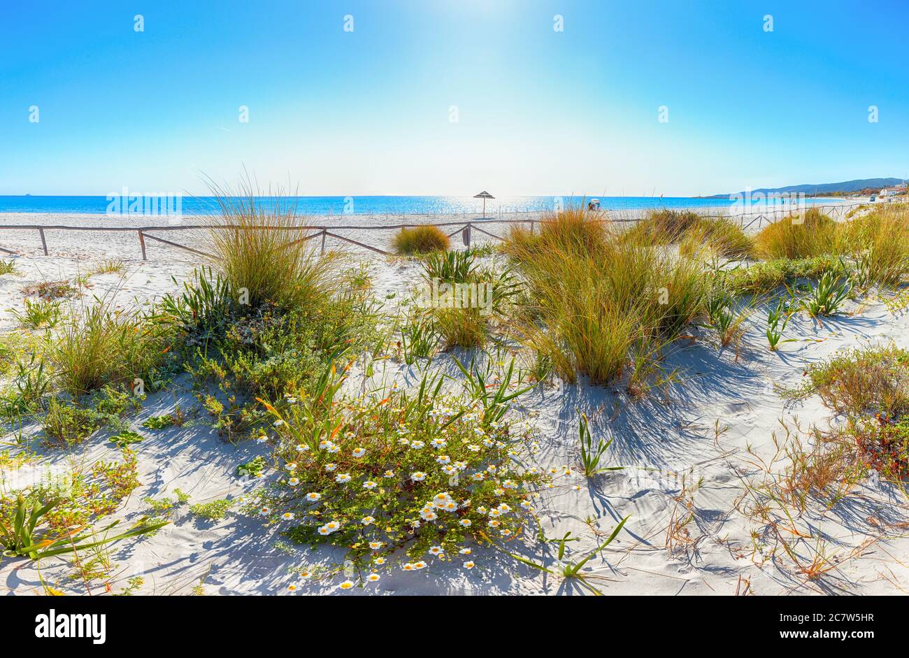 Landscape of grass and flowers in sand dunes on the beach La Cinta. Turquoise water and white sand. Location: San Teodoro, Olbia Tempio province, Sard Stock Photo