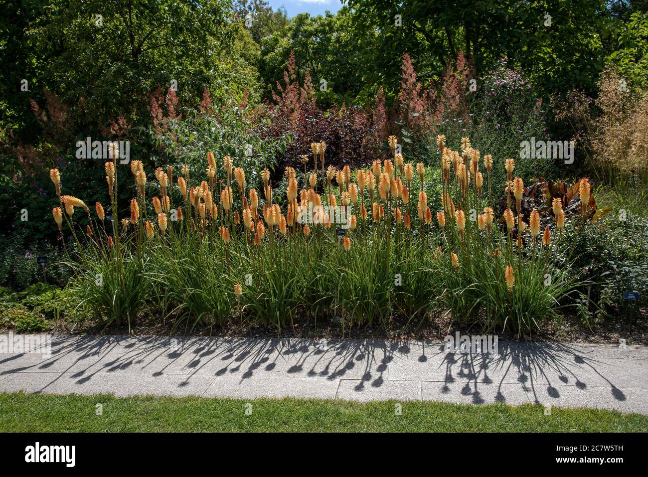 Hampshire, England, UK. 2020. An attractive area of flowering Kniphofia, 'Tawny King' variety of plants in an English country garden. Stock Photo