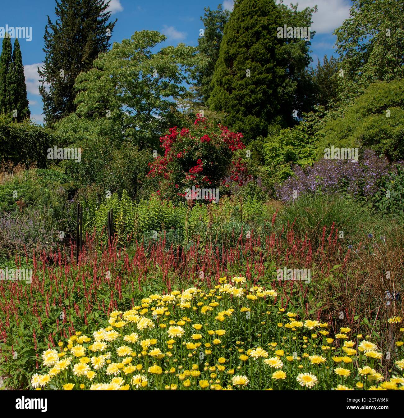 Hampshire, England, UK,. 2020. Mixed bedding plants on Centenary border