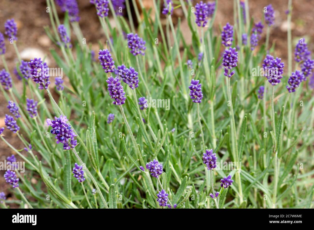 The Lavender