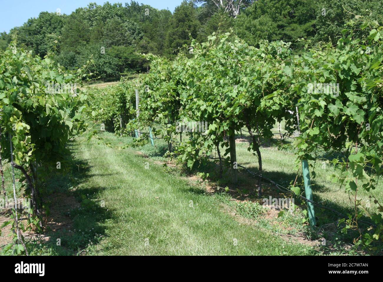 Femme osage missouri hires stock photography and images Alamy