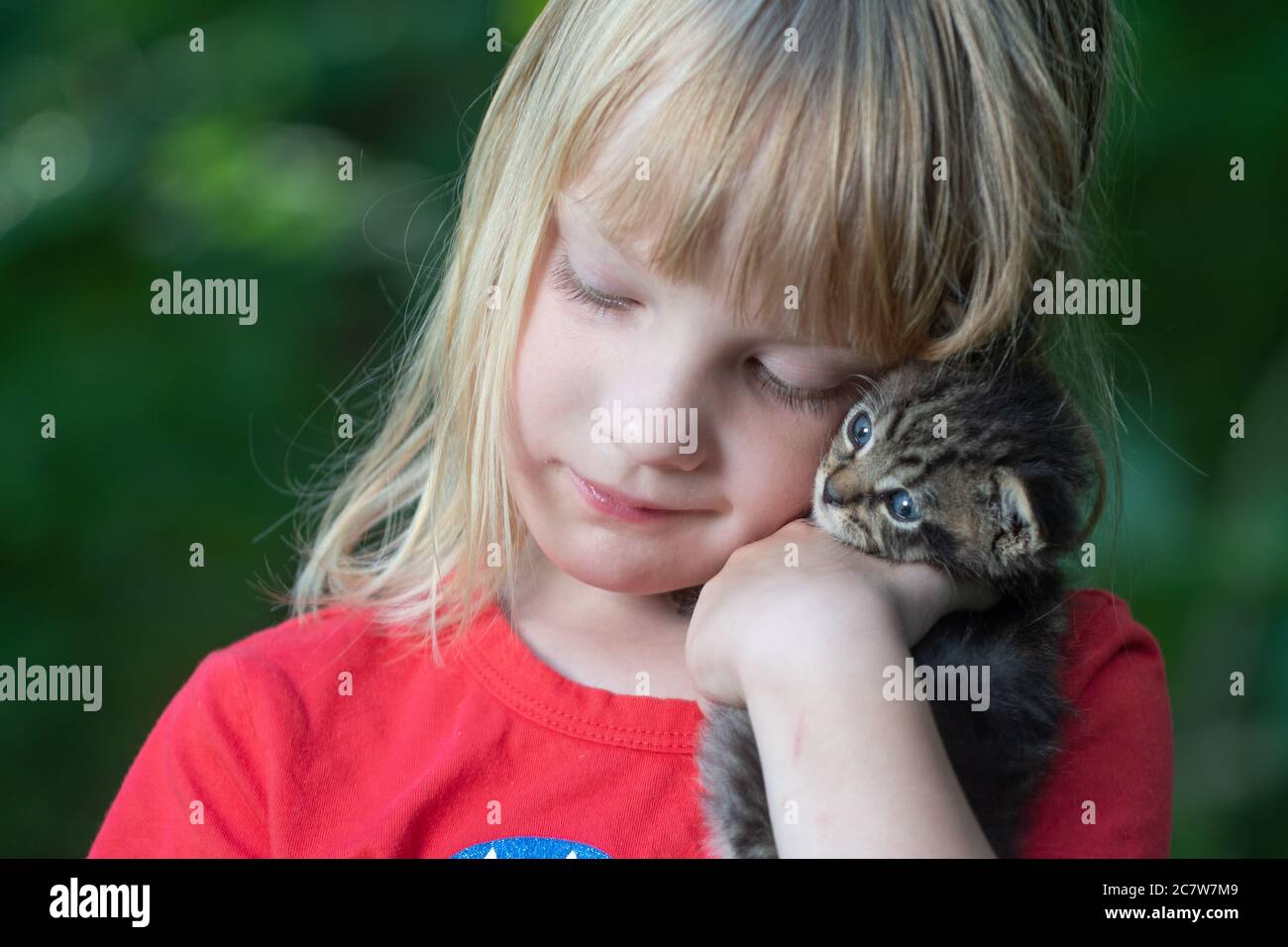 A Five year old Girl Holding A Tabby Kitten Oudoors In Summer With a-five-year-old-girl-holding-a-tabby-kitten-oudoors-in-summer-with