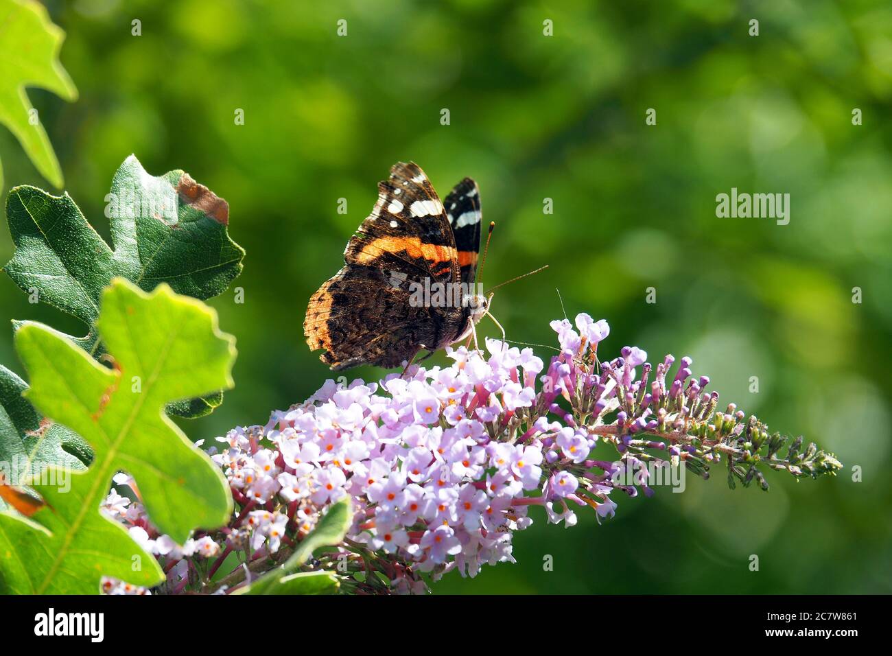 Atalantalepke hi-res stock photography and images - Alamy