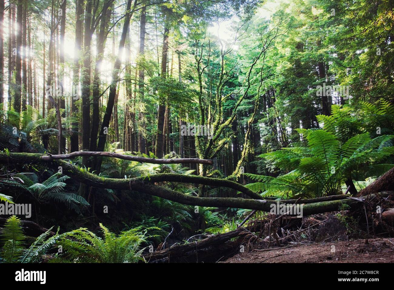 Landscape shot of a lush green rainforest Stock Photo - Alamy