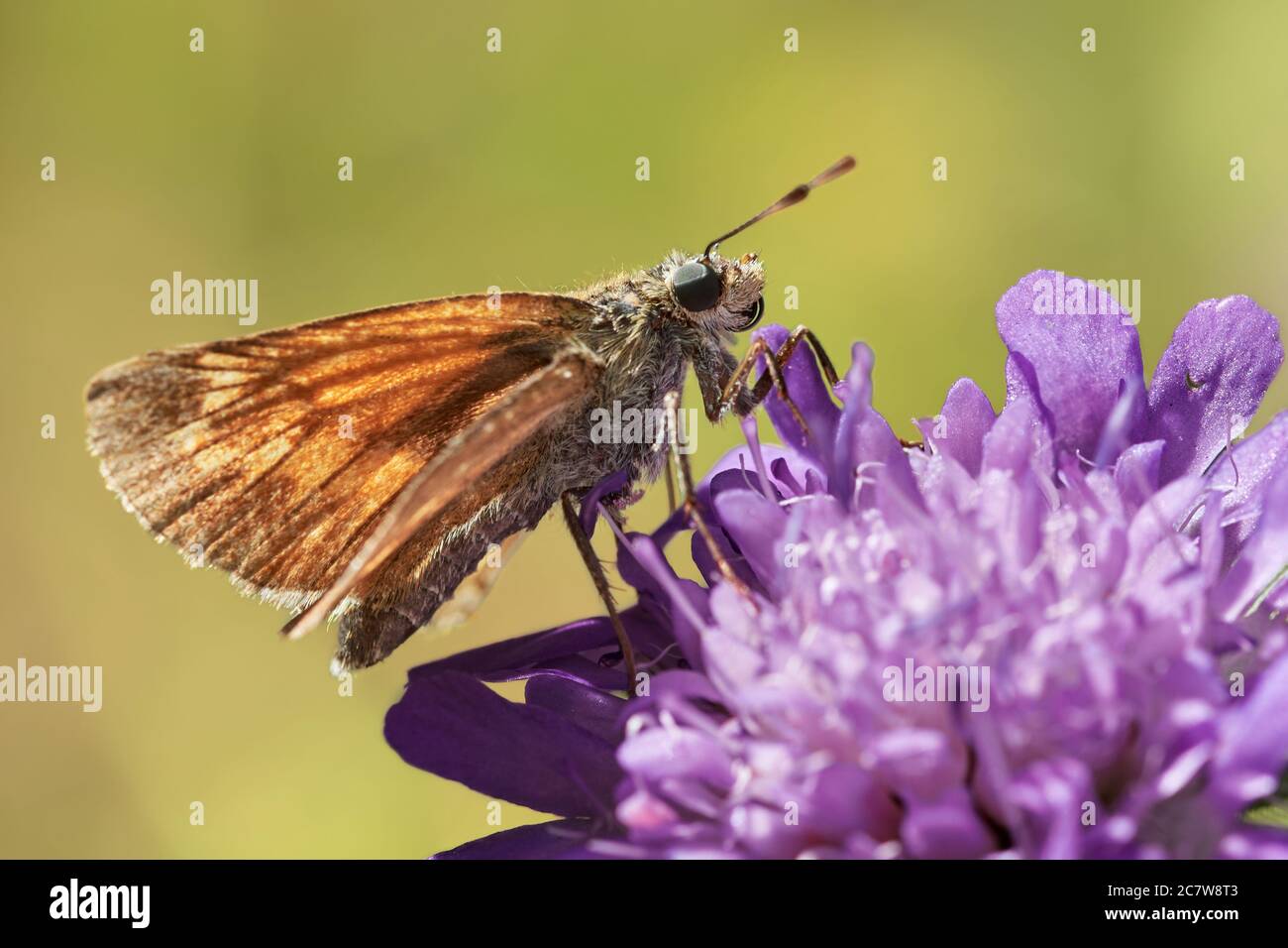 Butterfly (Large skipper, Ochlodes sylvanus) collects nectar on wild flower Stock Photo