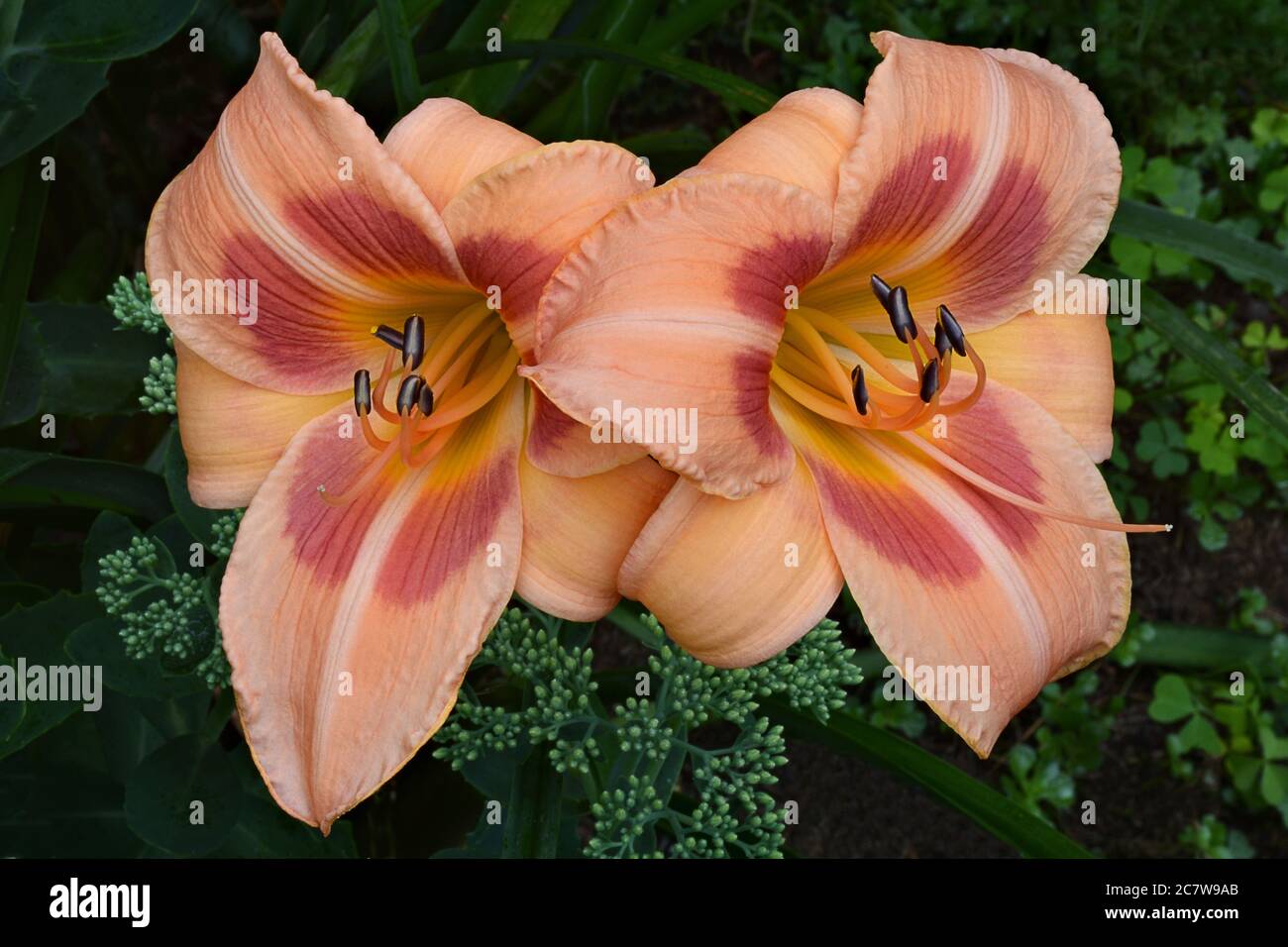 Closeup of two vibrant peach and rose colored daylily blossoms (Hemerocallis 'Real Wind'). Pistol and stamens extend out from yellow throat. Stock Photo