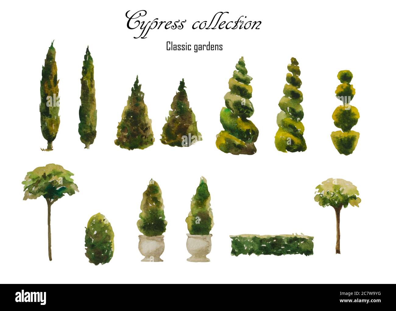 Set of watercolor cypress natural and trimmed shapes for landscape design, isolated on white background. Hand painted elements for classic formal Stock Photo
