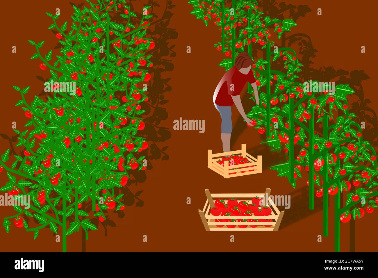 illustration of a person harvesting tomatoes in a wooden box Stock ...