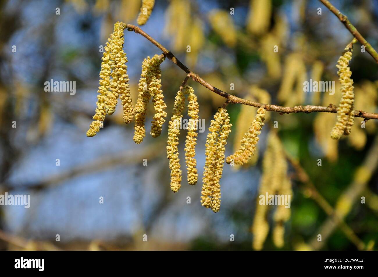 Male Hazel tree catkins in spring.Somerset.UK Stock Photo