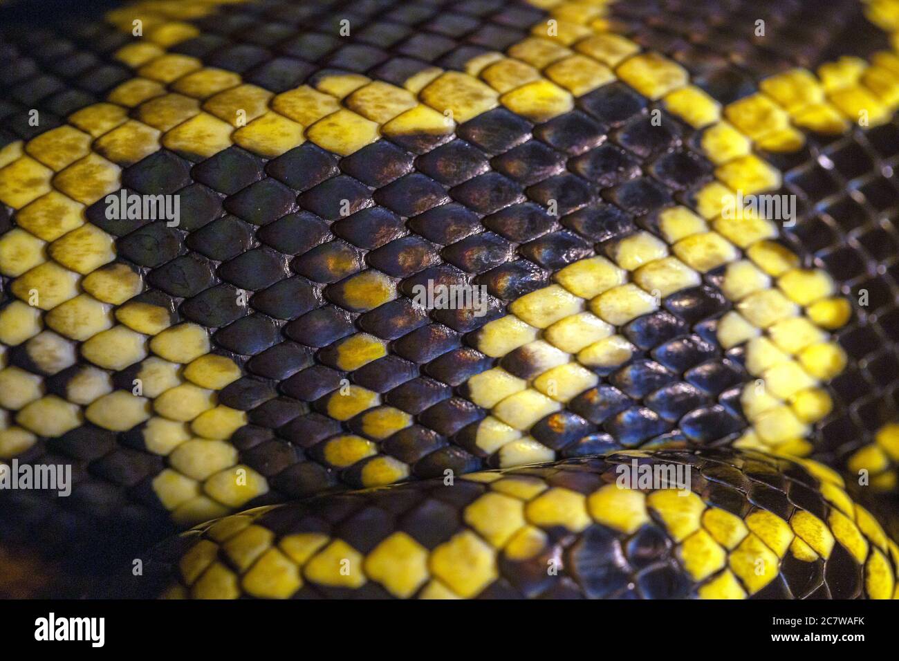 Macro of python skin and scale. Close up. Black and yellow snake skin ...
