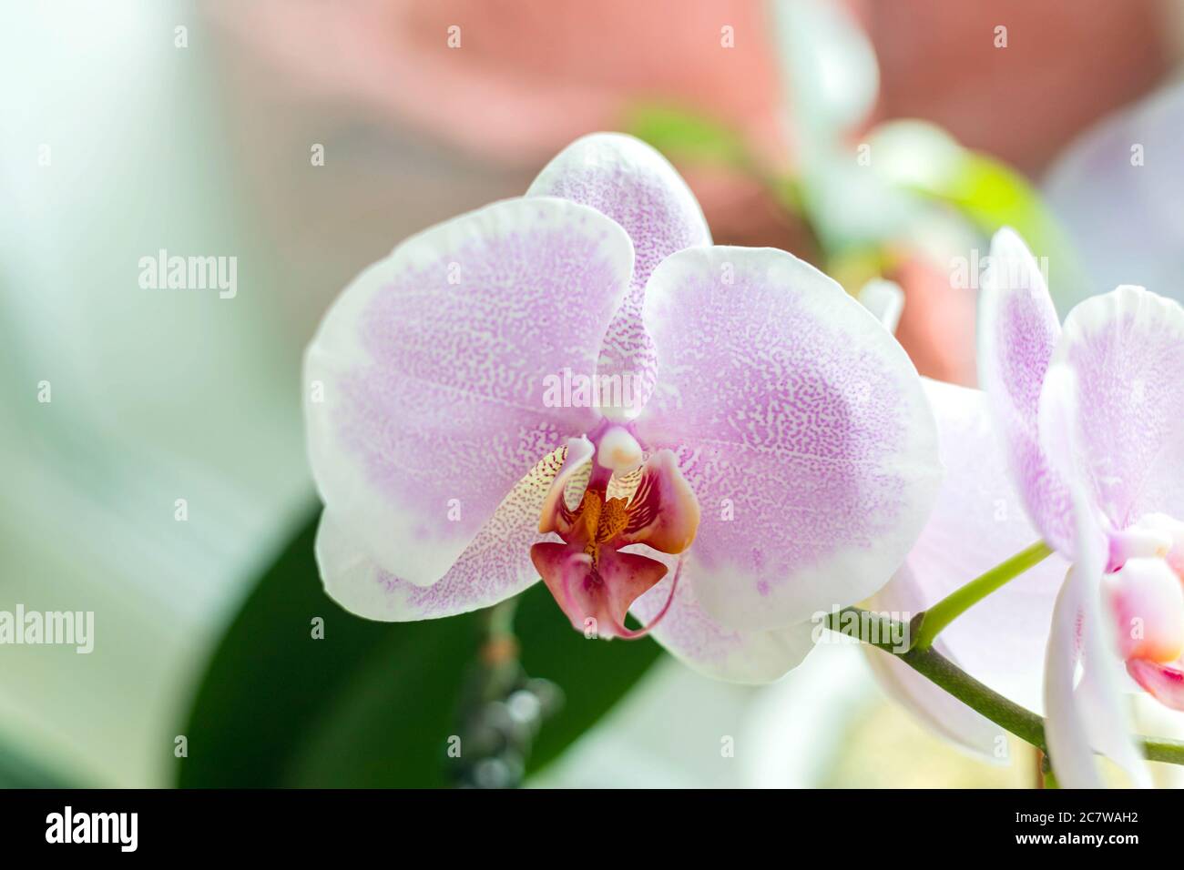 Pink flowers of orchid or phalaenopsis on blurred background. Floral background, poster, wallpaper, postcard Stock Photo