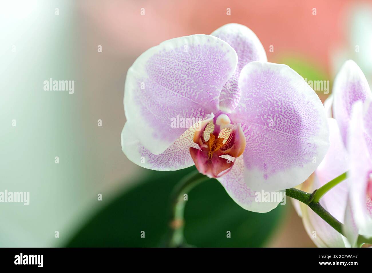 Pink orchid flowers on blurred background. Close up, macro Stock Photo
