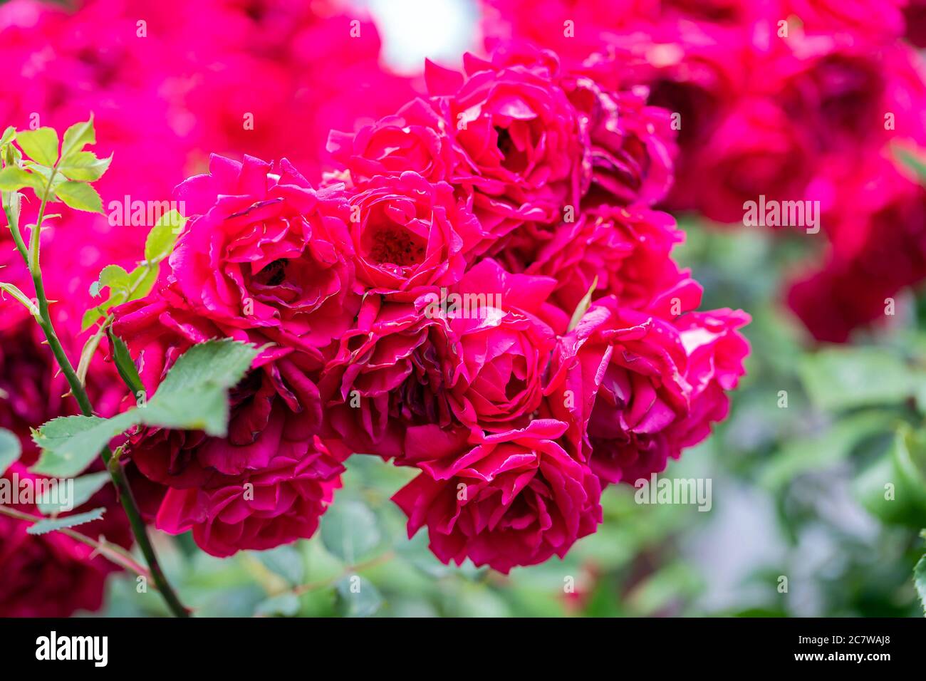 Close up of fuchsia rose bush in blossom. Floral background, wallpaper ...