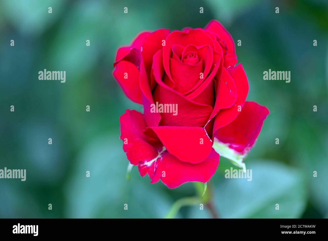 Elegant red rose flower in blossom on blurred background. Floral wallpaper,  poster, background. Macro, close up Stock Photo - Alamy