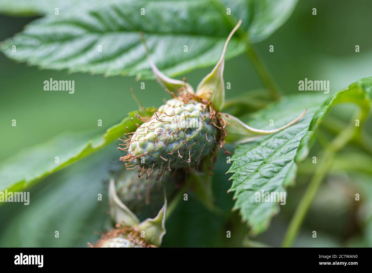 Close up of unripe green raspberry berries growing on the bush. Berry background, wallpaper, poster. Macro Stock Photo