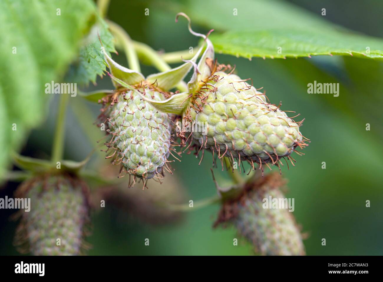 Macro of unripe green raspberry berries growing on the bush. Berry background, wallpaper, poster. Close up Stock Photo
