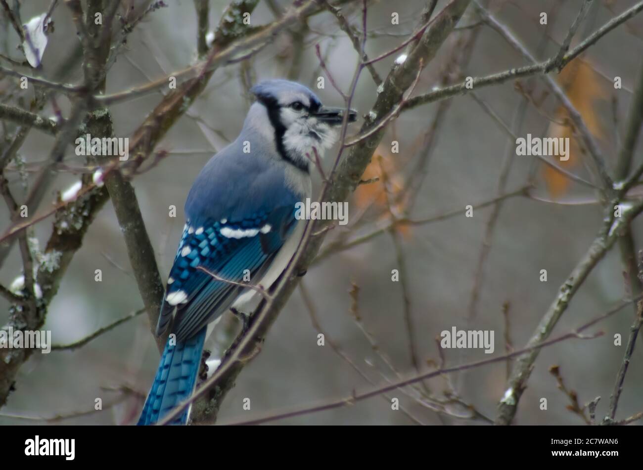 Blue Jay (Cyanocitta cristata) perched in a tree photographed in Algonquin Provincial Park Stock Photo