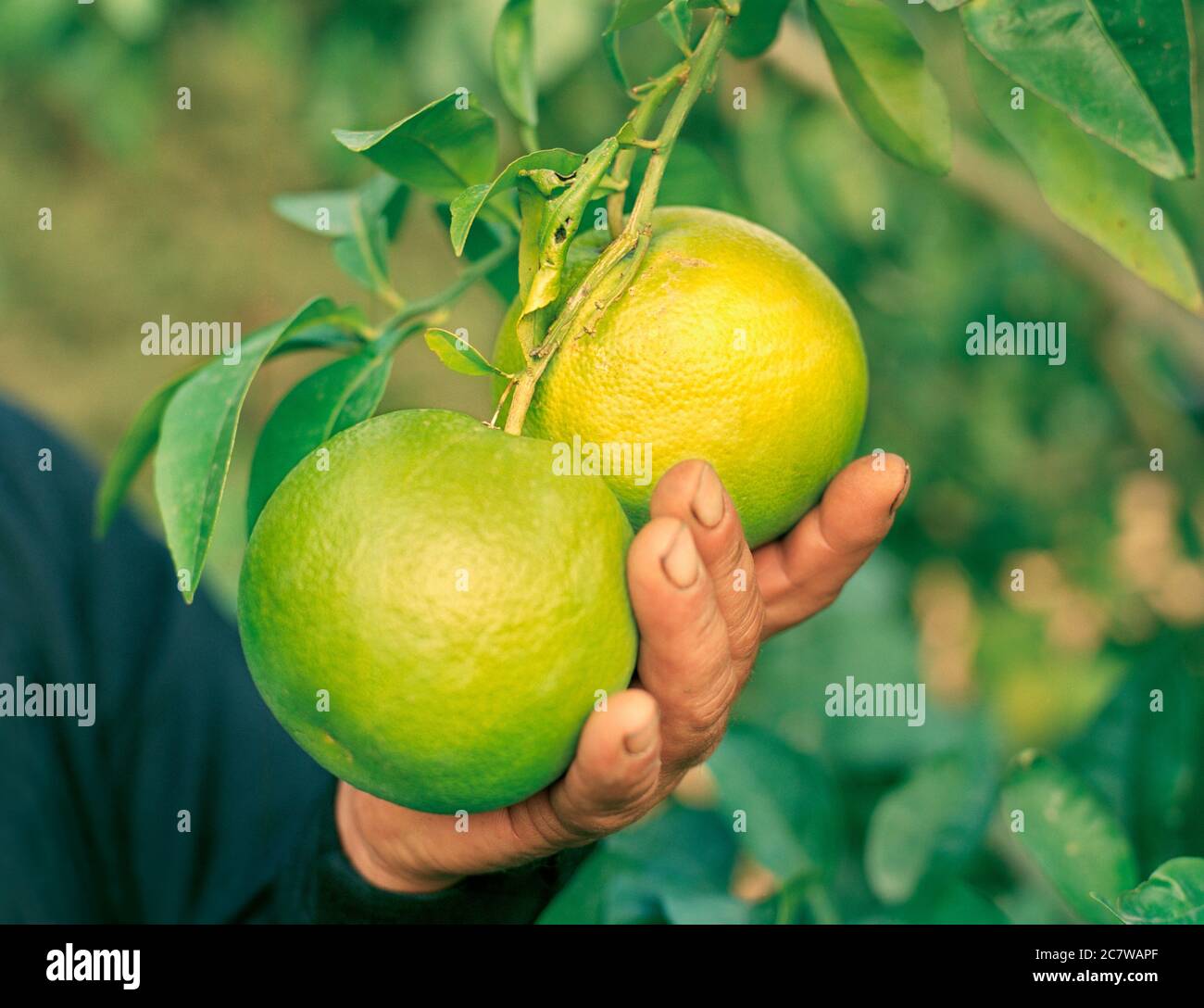 Grapefruit hanging from a tree are cupped in a pickers hand Stock Photo