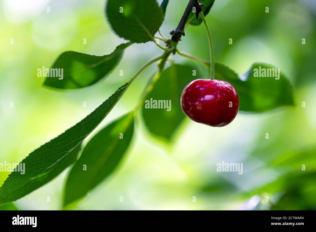 Close up of ripe and red cherry growing on the tree at sunny summer day. Macro. Poster, wallpaper, background Stock Photo