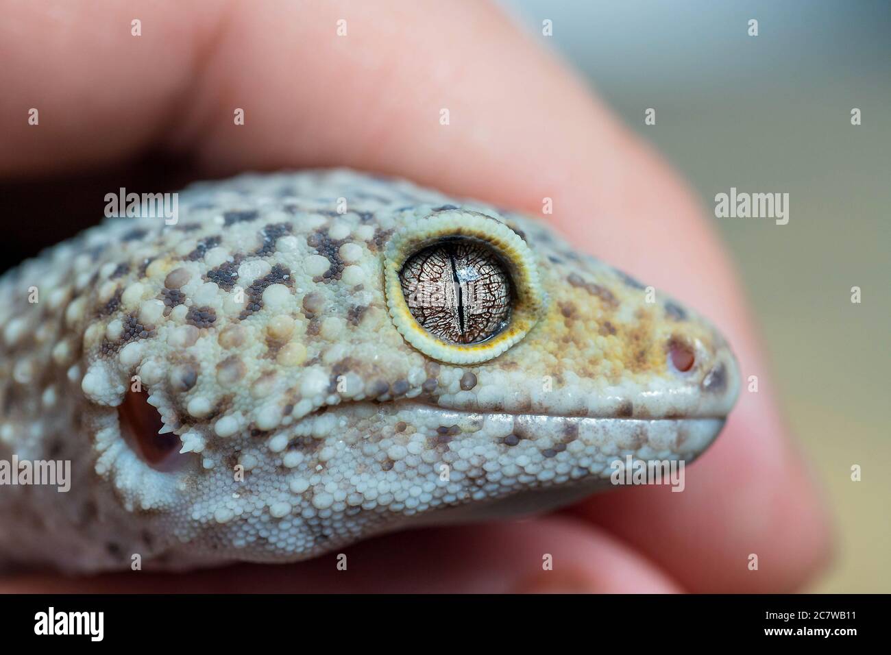 Macro of Leopard Gecko or Eublepharis head in hand. Reptile wallpaper, background, poster. Close up Stock Photo