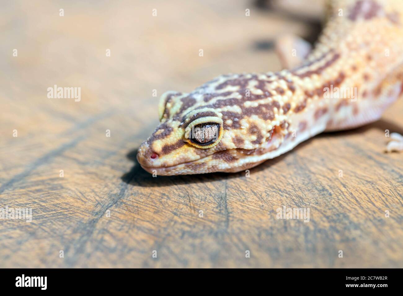 Close up of Leopard Gecko or Eublepharis on wooden surface. Macro. Reptile wallpaper, poster, background Stock Photo