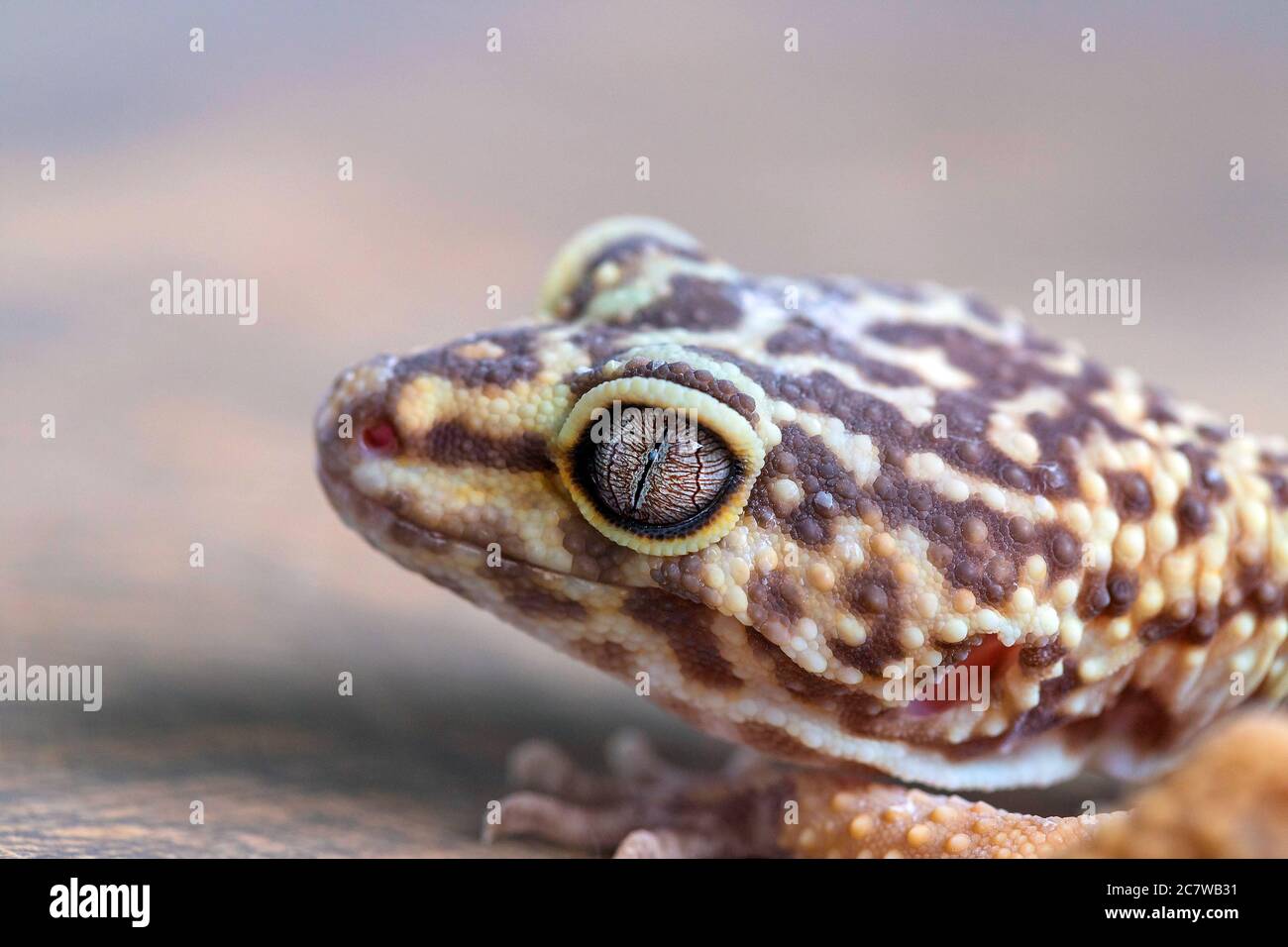 Macro of Leopard Gecko or Eublepharis head on blurred backgound. Reptile wallpaper, poster. Close up Stock Photo
