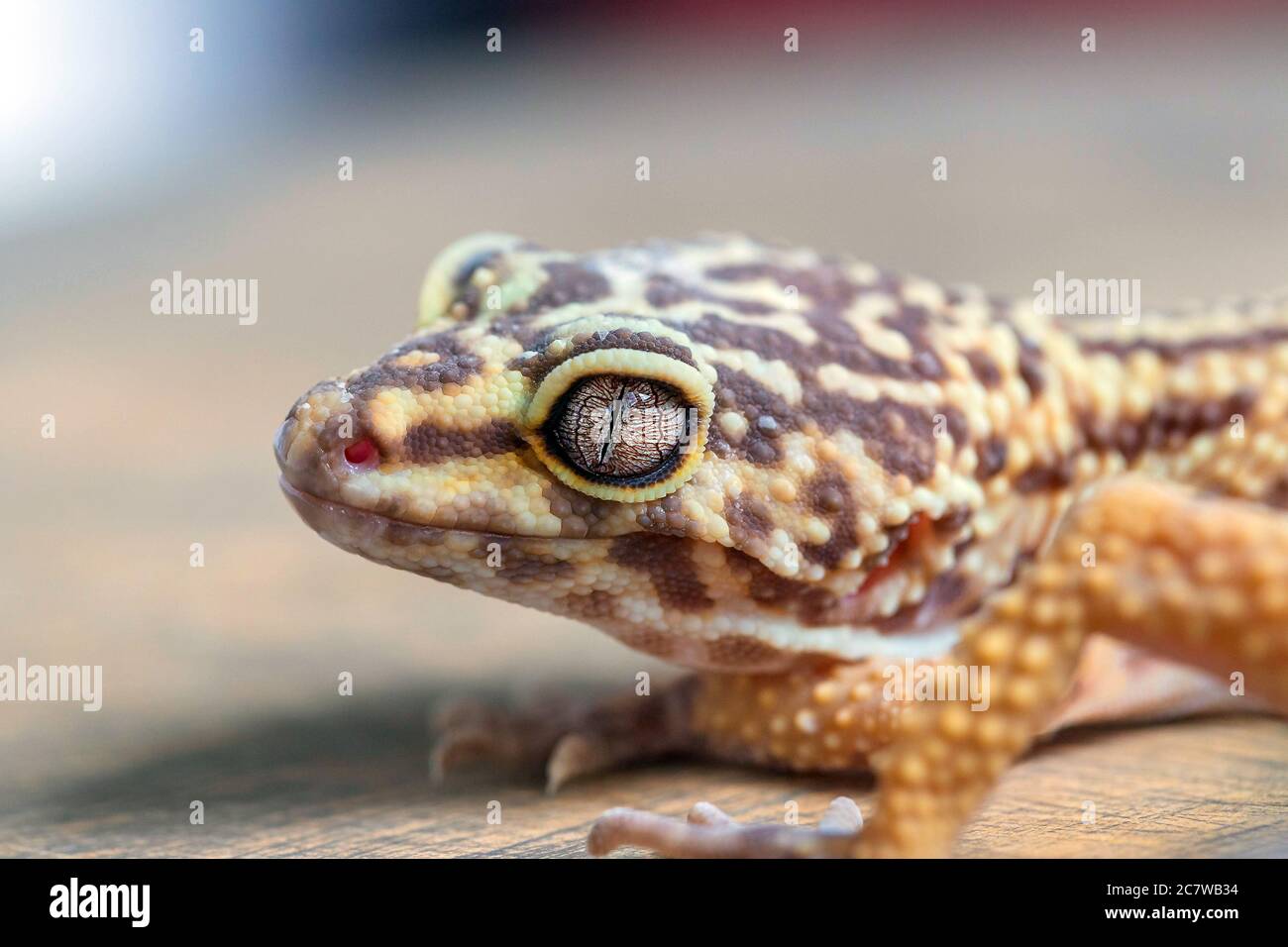 Macro of Leopard Gecko or Eublepharis head on wooden surface. Close up. Reptile wallpaper, poster, background Stock Photo