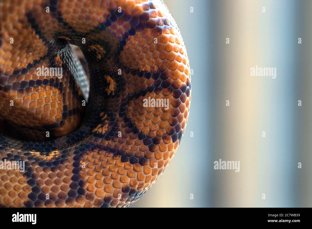 https://c8.alamy.com/comp/2C7WB39/python-curled-up-in-a-ball-on-blurred-background-snake-texture-background-macro-2C7WB39.jpg