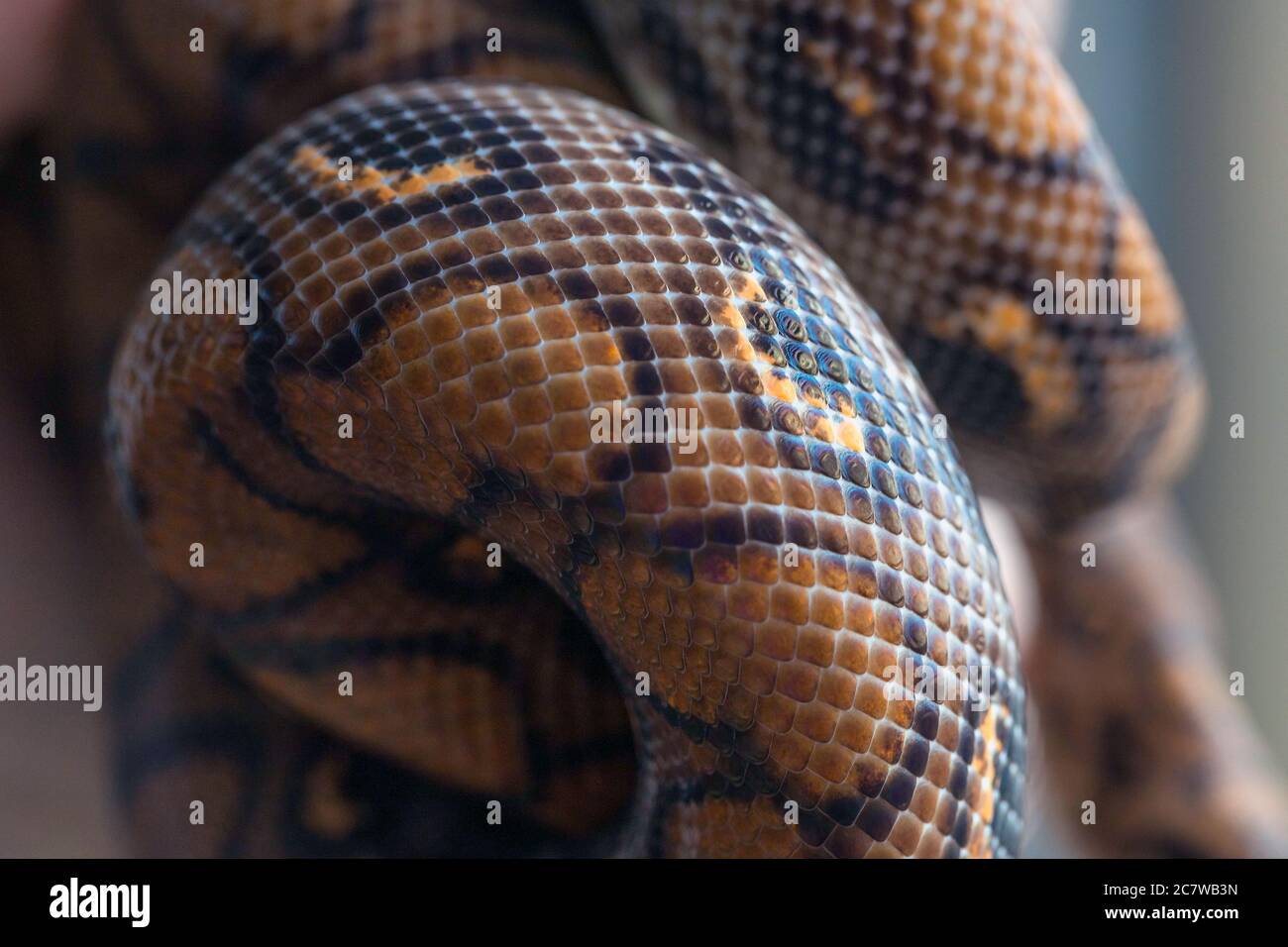 Python curled up on blurred background. Snake texture, background, macro Stock Photo