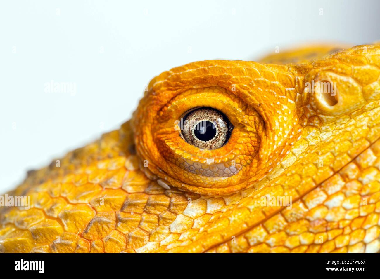 Macro of bearded dragon eye on white background. Pogona vitticeps