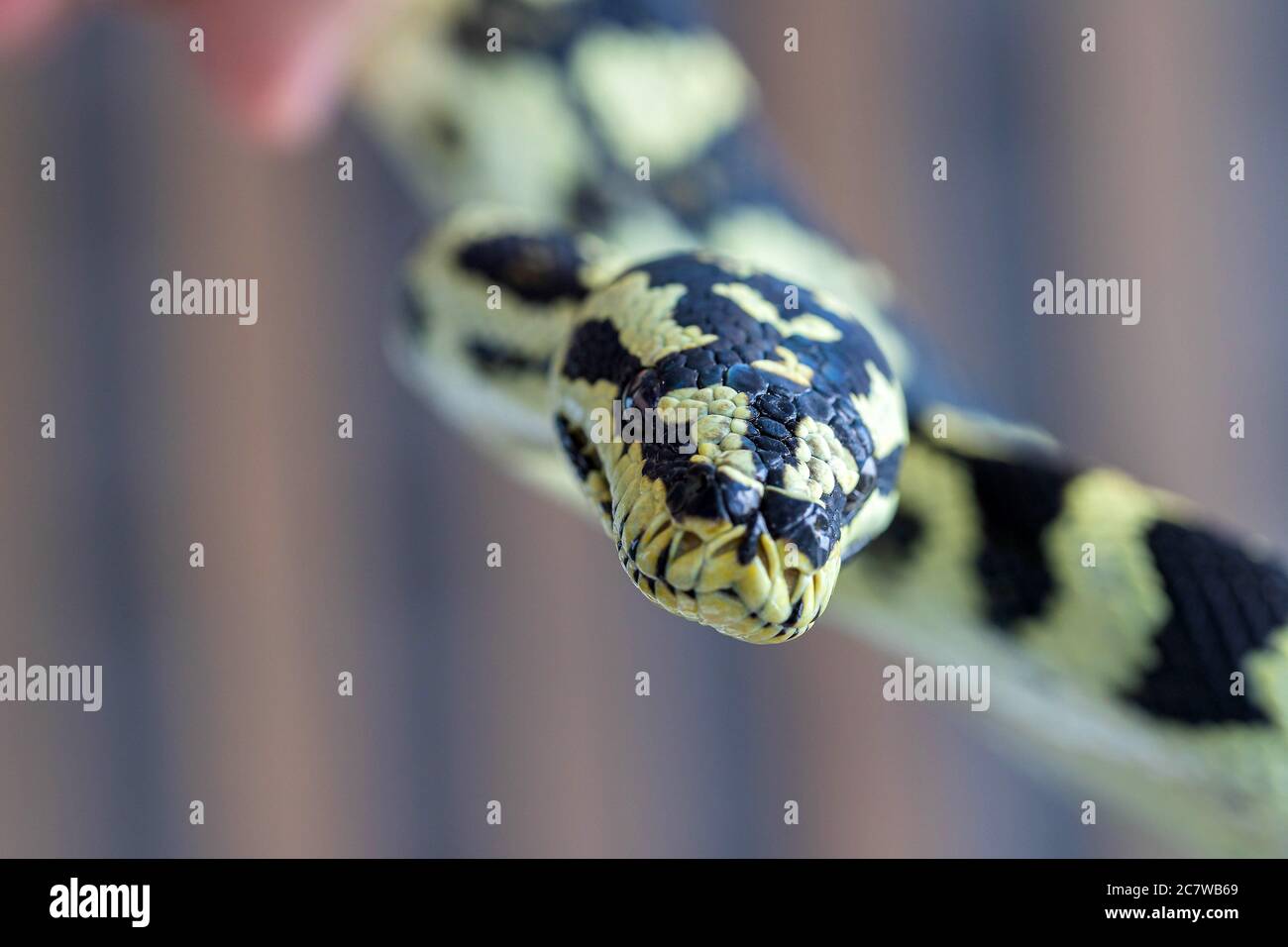 Black and yellow snake looking at the camera on blurred background. Macro, close up. Reptile background Stock Photo