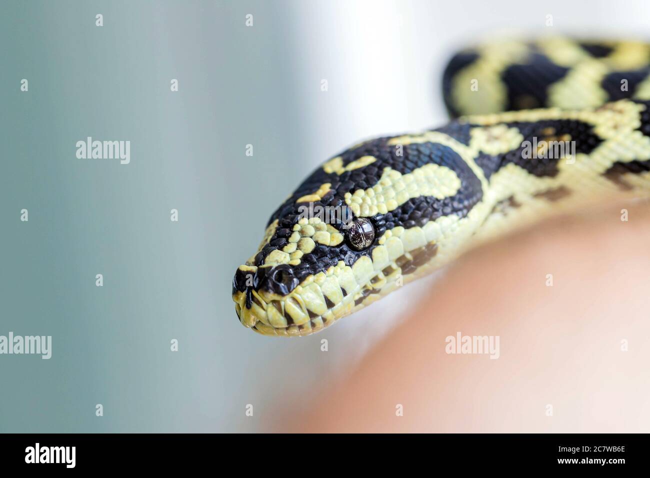 Snake looking at the camera on blurred background. Black and yellow, macro, close up. Reptile background Stock Photo