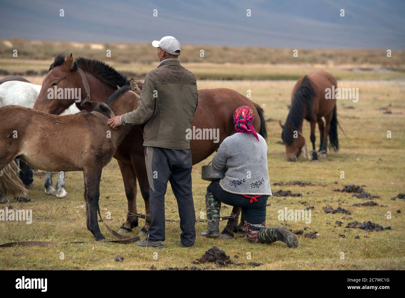 An ethnic Kazakh woman milking a mare. Stock Photo