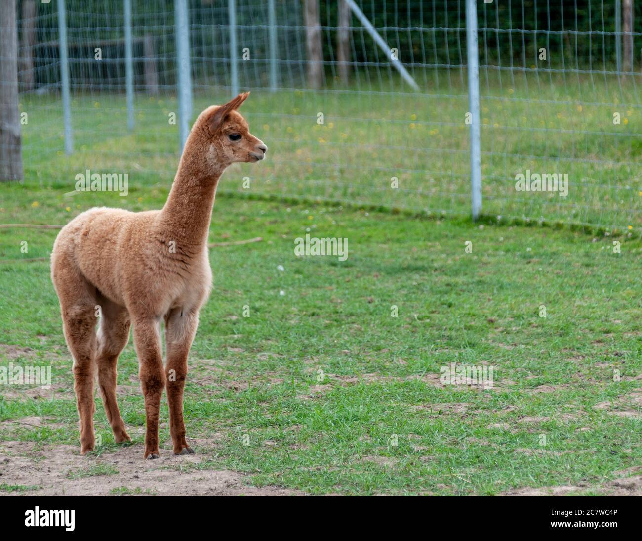 Young brown Alpaca stood in field. Stock Photo