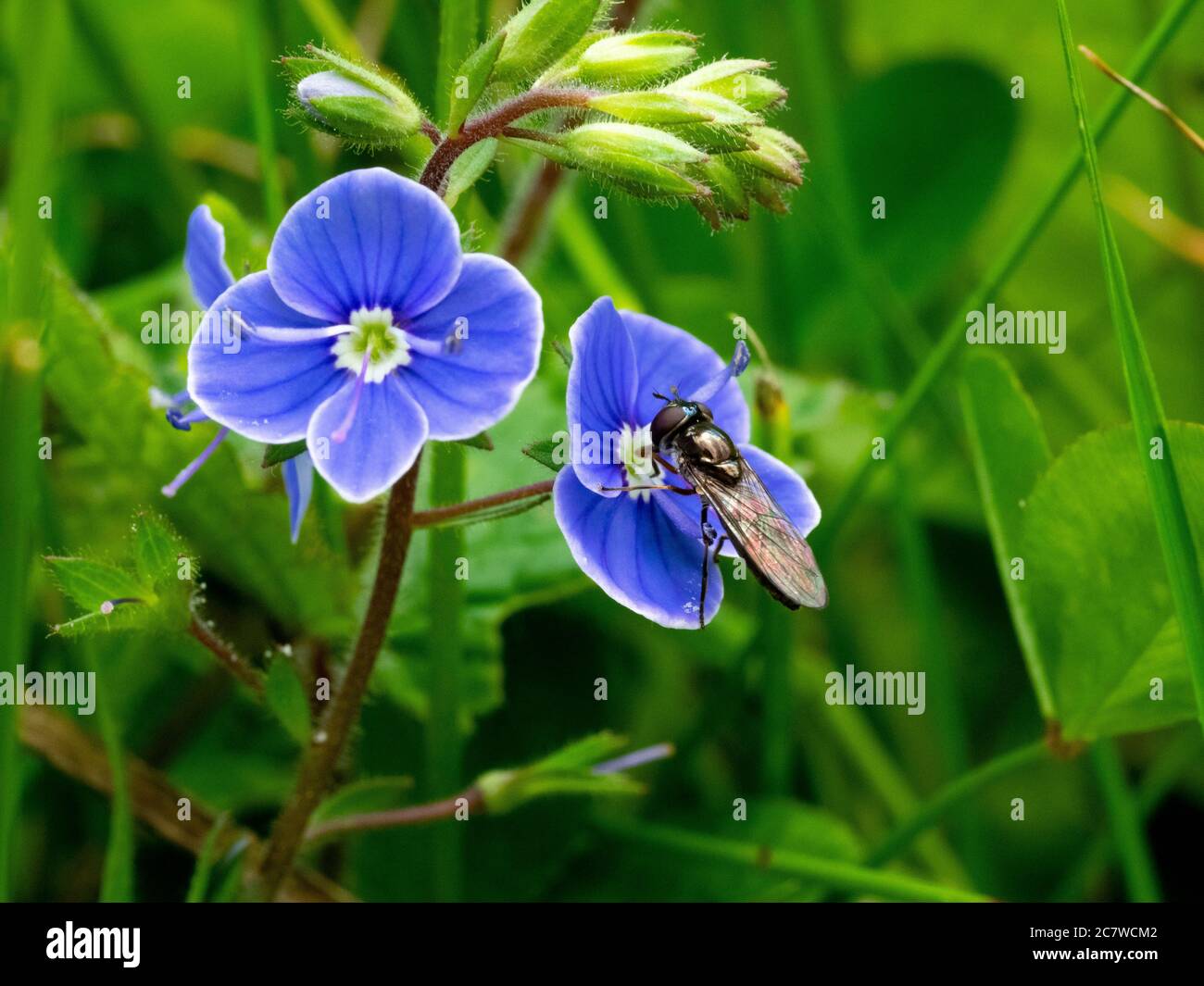 Soldier fly on a Germander speedwell, Veronica chamaedrys, flower, Dartmoor, Devon, UK  July, Stock Photo