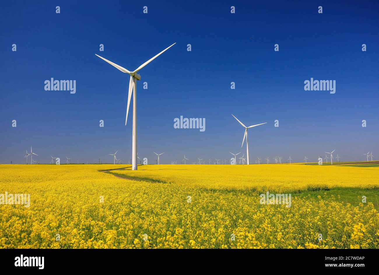 Wind farm and beautiful rapeseed flower in bloom with a clear blue sky. Lots of wind turbines in a field of blooming rapeseed. Windmill in Dogrogea Stock Photo