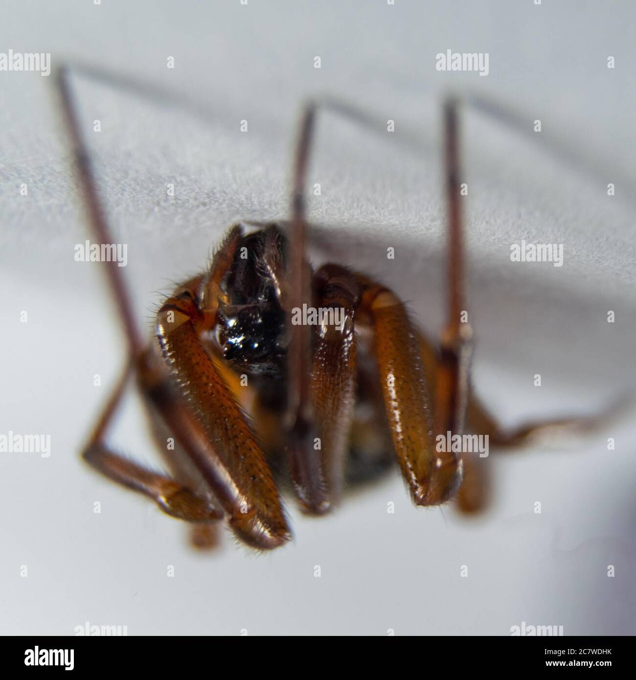 False Widow Spider Uk Hi res Stock Photography And Images Alamy false-widow-spider-uk-hi-res-stock-photography-and-images-alamy