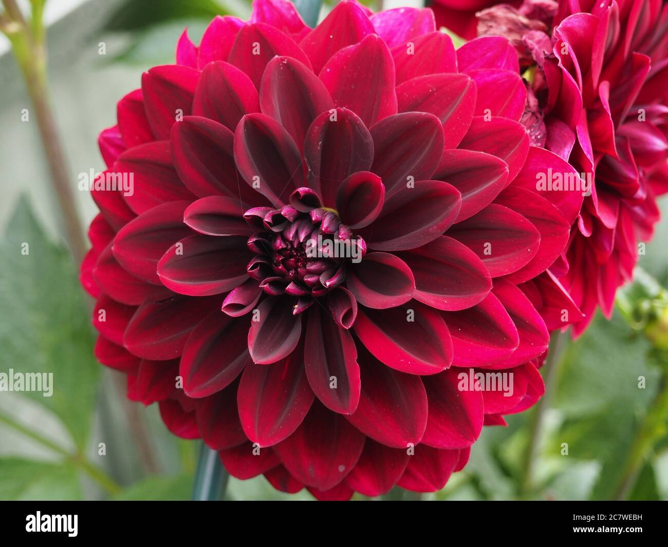 Deep burgundy hires stock photography and images Alamy