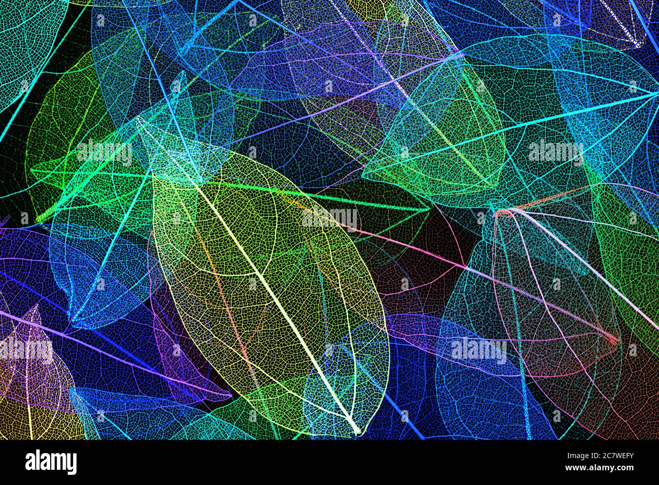 Beautiful colored transparent leaf skeletons Stock Photo