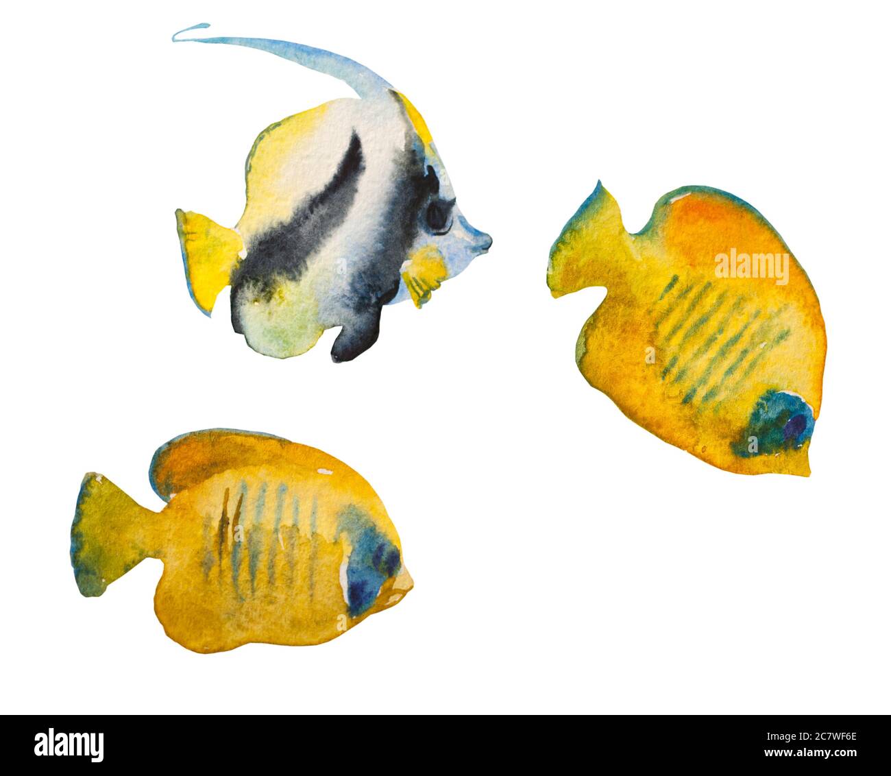 The Heniochus Black and White Butterflyfish, also known as Longfin Bannerfish, and two Masked butterfly fishes, Chaetodon semilarvatus in watercolor Stock Photo