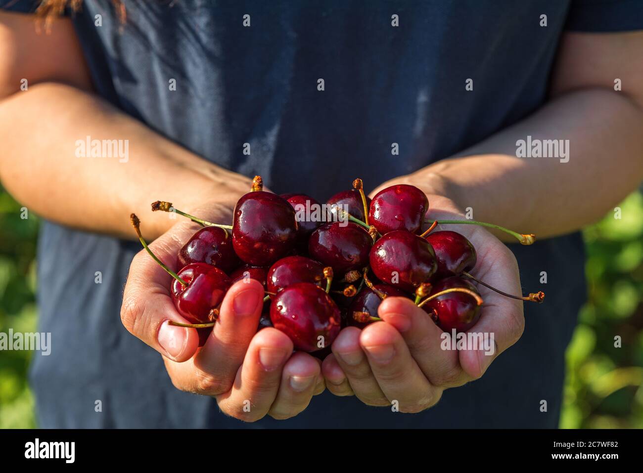 Organic cherry berries in womans hands. Summer harvesting. Healthy vegetarian food. close up Stock Photo