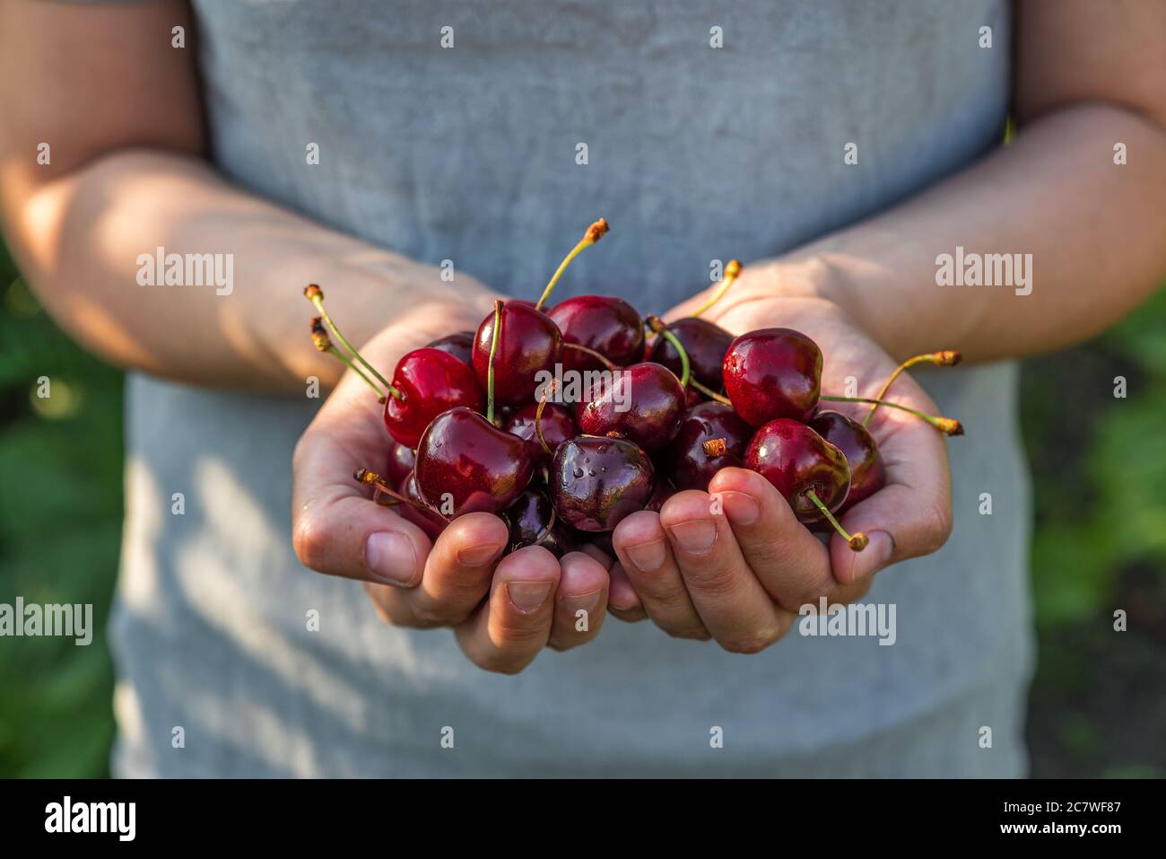 Fresh organic cherry berries in womans hands. Agriculture or harvest concept. Healthy vegan food. close up Stock Photo